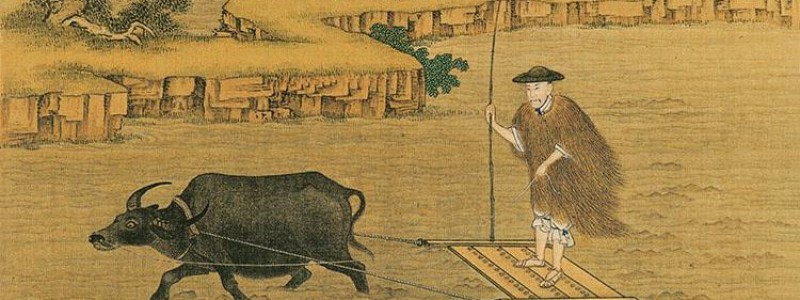 牛吃麦