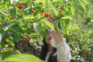 浅夏红樱念故亲